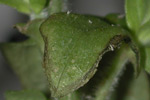 Photo of aphid damage on leaf