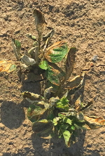 Herbicide-damaged potato leaves