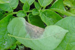 Photo of late blight lesion on foliage