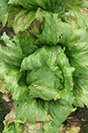 Photo of severe symptoms of downy mildew on lettuce