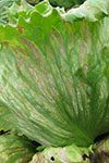 Photo of sporulation of Bremia lactucae on the lower lettuce leaf surface.