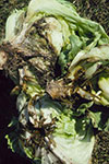 Photo of symptoms resulting from basal infection of the stem from sclerotinia fungus residing in the soil