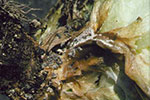 Photo of  symptoms resulting from basal infection of the stem from sclerotinia of the fungus residing in the soil