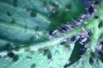 Photo of melon aphids on host plant