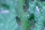 Photo of melon aphids on host plant