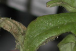 Photo of damage from melon aphids on honeydew leaves