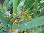 Stems of a dodder plant in an onion bulb crop. Note the haustoria (protrusions) that the dodder forms to attach to and penetrate onion leaves.