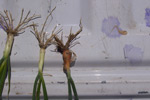 Photo of wireworm damage to onion bulb