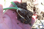 Photo of wireworms in soil around onion roots