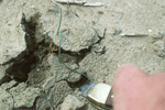 Photo of wirwirm in soil near onion roots