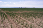 Photo of field of onions showing wireworm damamge