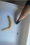 closeup of wireworm