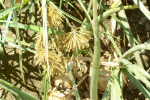 Photo of closeup view of a yellow nutsedge plant/flower