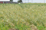 Photo of severe nutsedge infestation in an onion crop
