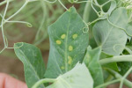 Photo of yellow-spotting on leaves due to application of a combination of basagran + metribuzin + In-Place