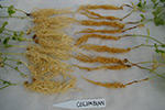 Photo of aphanomyces root rot of pea