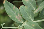 Photo of Sporulating localized leaf lesions
