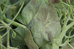 Photo of sporulating systemic leaf infection.
