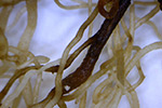 Photo of fusarium root rot of pea