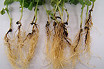 Photo of Fusarium root rot of pea