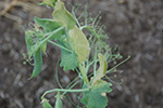 Photo of fusarium wilt symptoms on pea