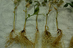 Photo of fusarium wilt symptoms on pea