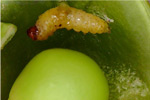 Photo of pea moth larva in pea pod