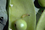 Photo of pea moth larva in pea pod