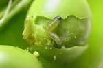 Photo of pea moth larva on pea