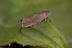 Photo of pea moth