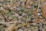 Phot of pea weevil damage on pea seeds