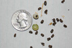Photo of pea weevils