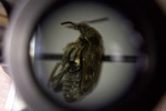 Microscopic photo of pea weevil