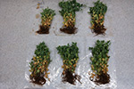 Photo of root rot complex symptoms on pea