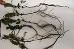 pea-thielaviopsis-root-rot-1