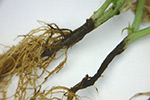 pea-thielaviopsis-root-rot-2