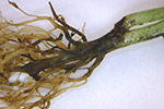 pea-thielaviopsis-root-rot-3