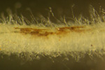 pea-thielaviopsis-root-rot-7
