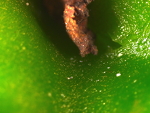 Close-up image of tiny, white, broad mites on pepper fruit.