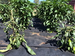 Damage to pepper plants by broad mites.