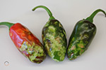 Photo of pepper showing symptoms from brown marmorated stink bug damage