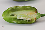 Photo of pepper showing symptoms from brown marmorated stink bug damage