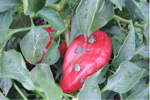 Photo of brown marmorated stink bugs feeding on pepper fruit