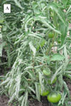 Photo of Physiological leaf roll on tomato