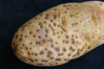 Photo of hard rot symptoms surrounding tuver lenticels