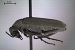 Close-up photo of blister beetle