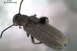 Close up photo of blister beetle