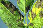 Photo of Early blight lesion on leaf