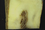 Photo of potato mop top virus infection