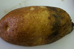 Photo of pink rot of potato